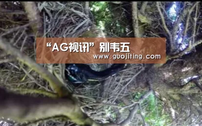 “AG视讯”别韦五(图1) AG视讯
